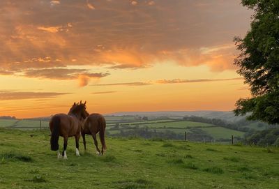 Stockham Farm horses.jpg