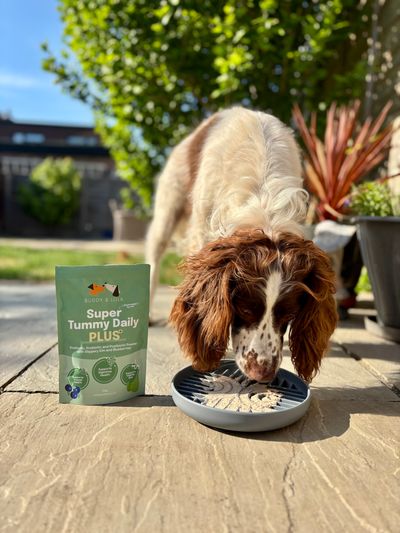 Buddy & Lola, Super Tummy Daily Plus, Pre, Pro & Postbiotics for dogs