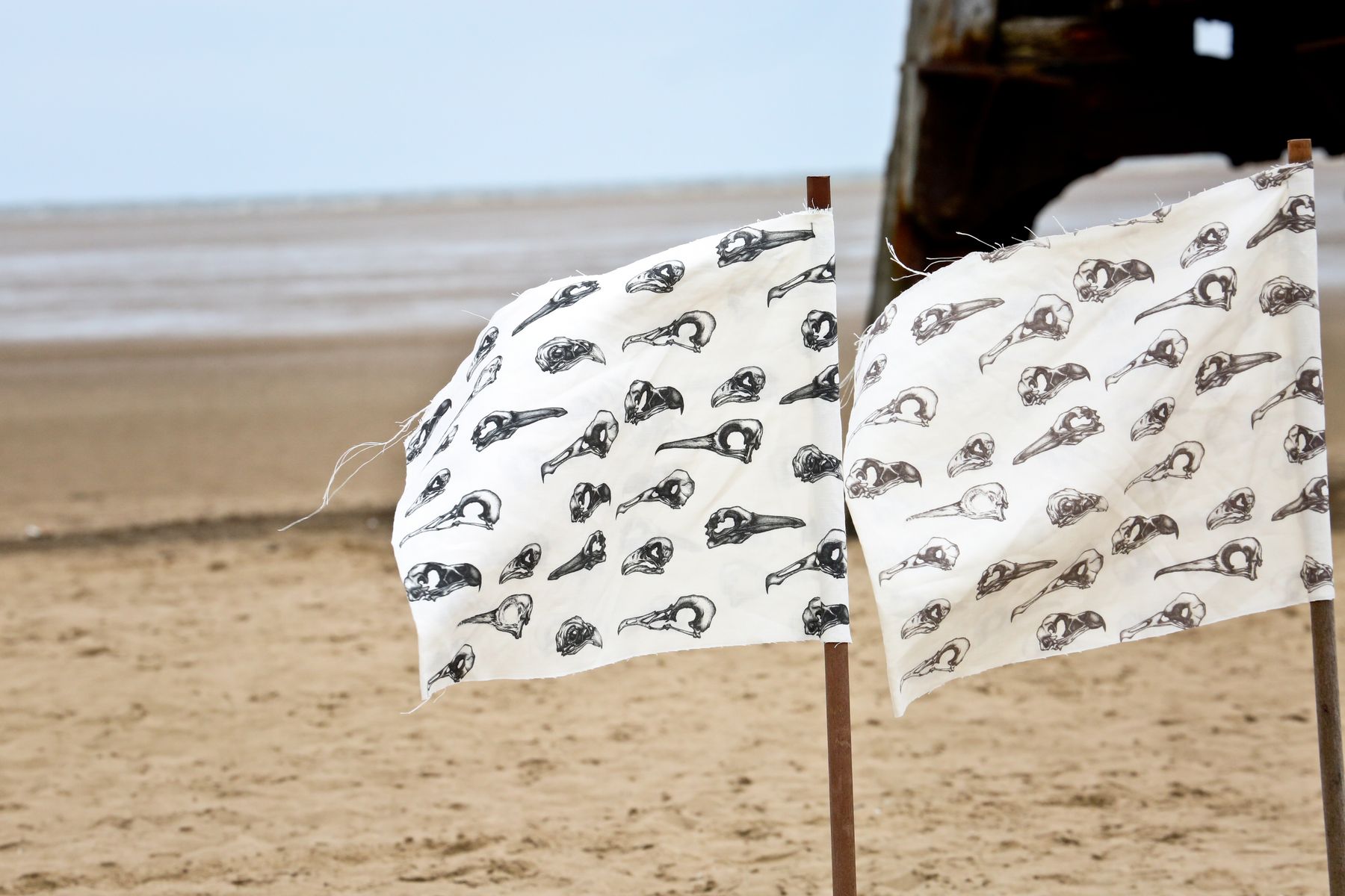 Tradescant & Son Laridae.JPG