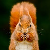 Photo credit - Sean McMenemy, Ark Wildlife