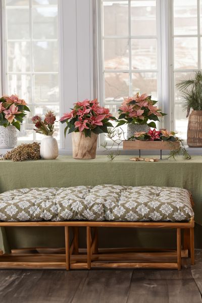 2024_Poinsettia_04000_Cosy_Cottage_Charm_13.jpg