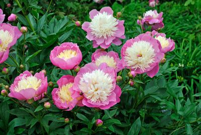 Paeonia Bowl of Beauty