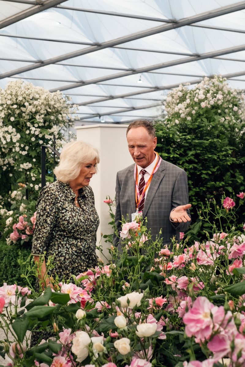 David Austin Roses receive 29th Gold for ‘The King’s Rose’ Showcase at RHS Chelsea Flower Show 2025
