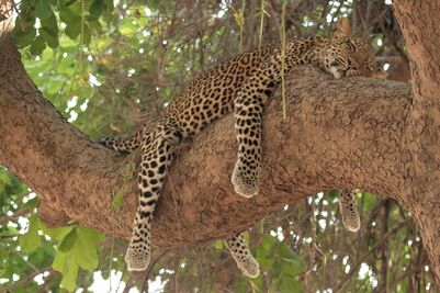 Leopard, Zambia