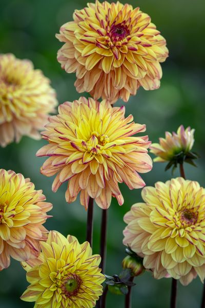 Dahlia 'Gelia'