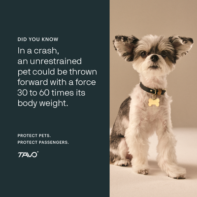 Tavo - Imagine the Impact campaign image  