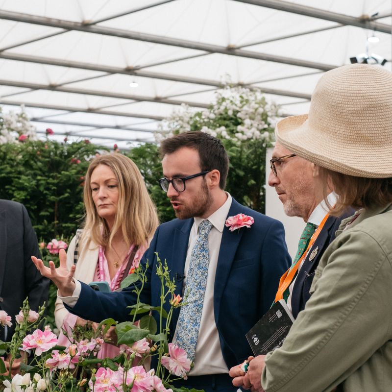 David Austin Roses receive 29th Gold for ‘The King’s Rose’ Showcase at RHS Chelsea Flower Show 2025