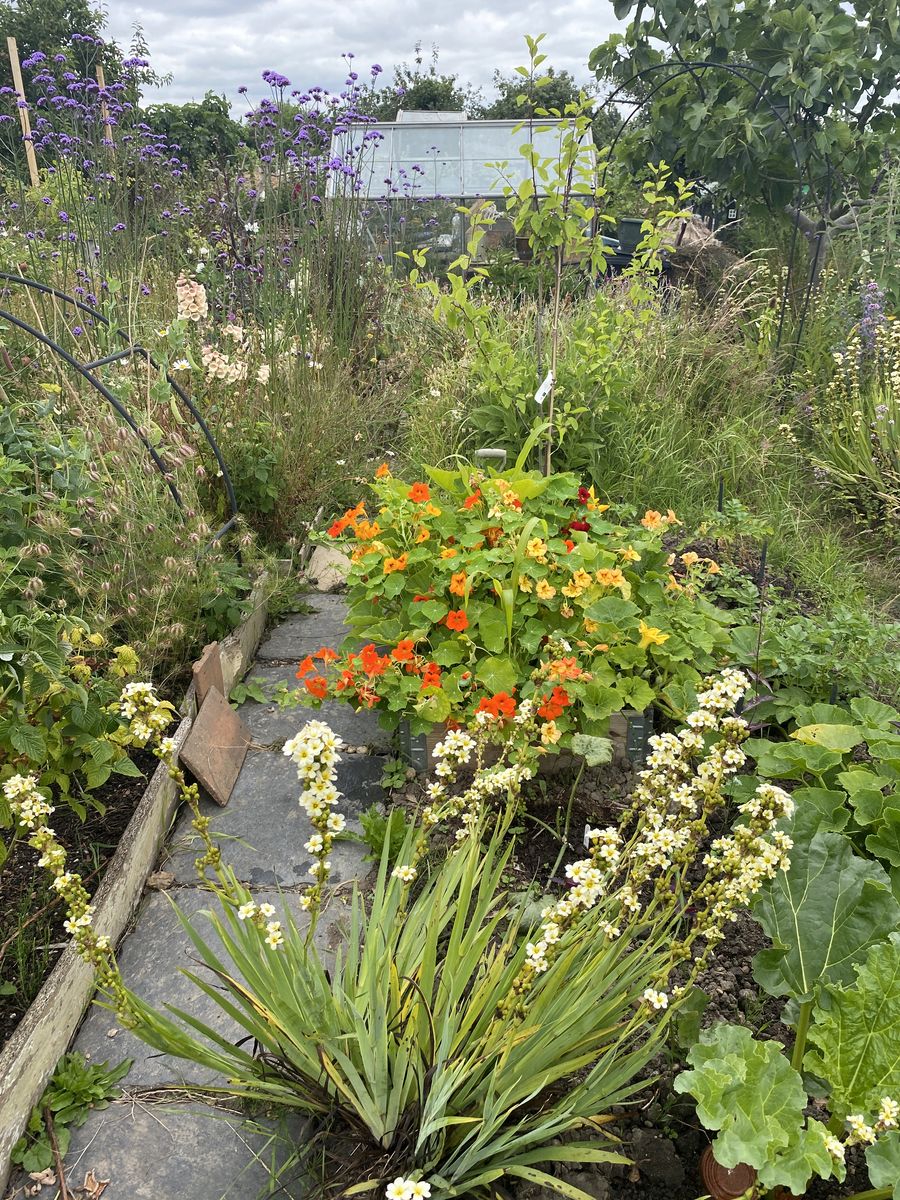 Seedball Allotment