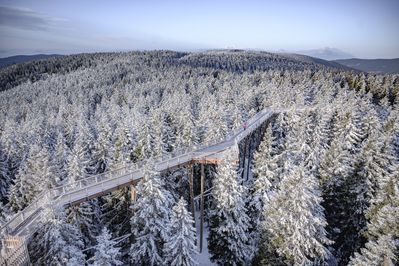 176440-F014198-pot_med_krosnjami_zima_5-photo-m.jpg