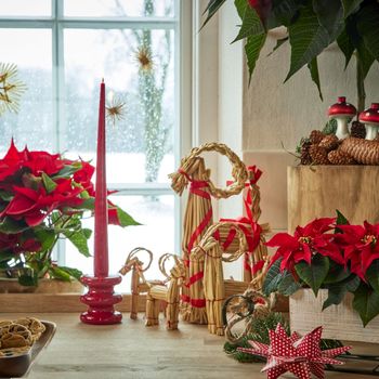2024_Poinsettia_04000_Cosy_Cottage_Charm_15 - Copy.jpg