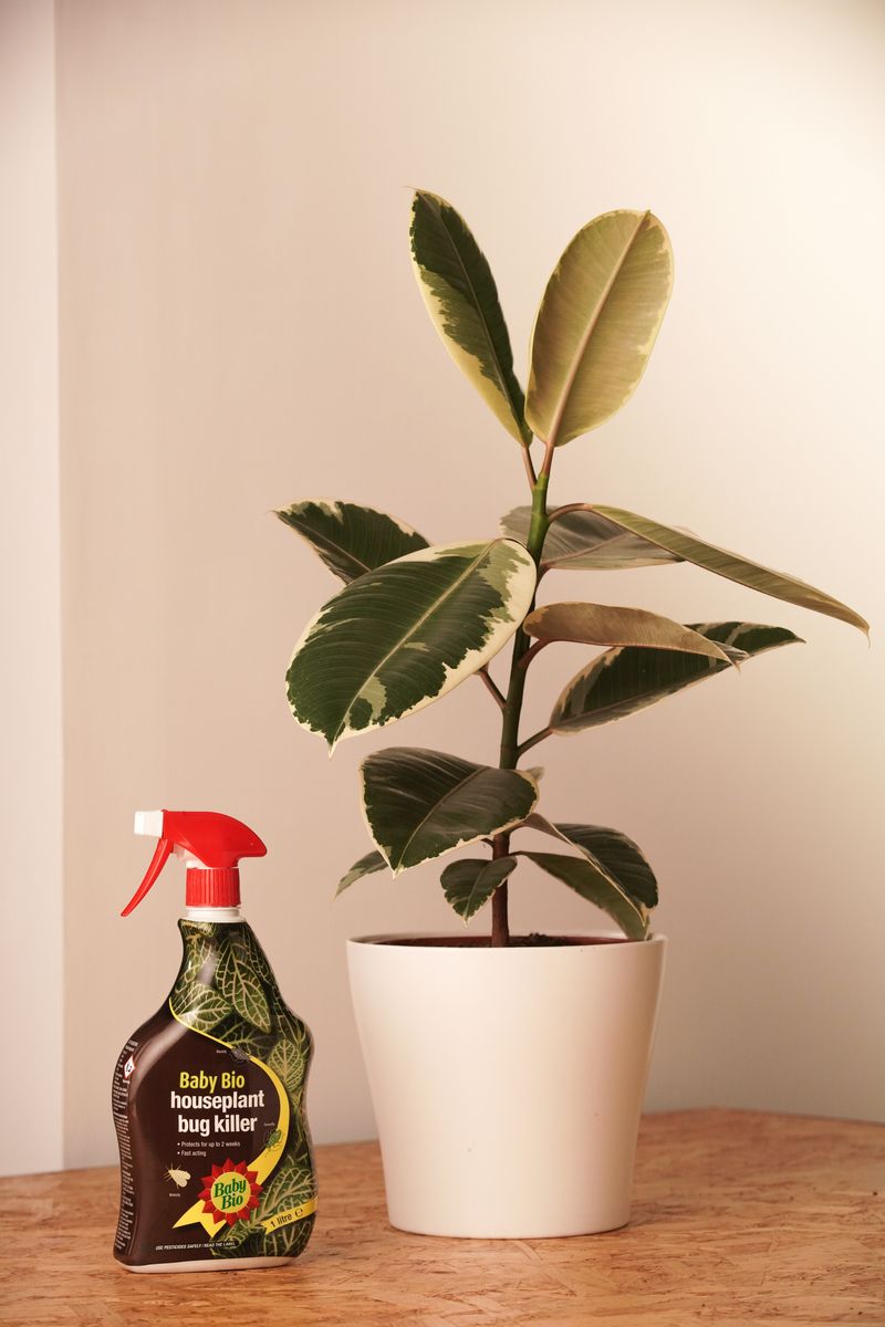 Baby Bio House Plant Bug Killer