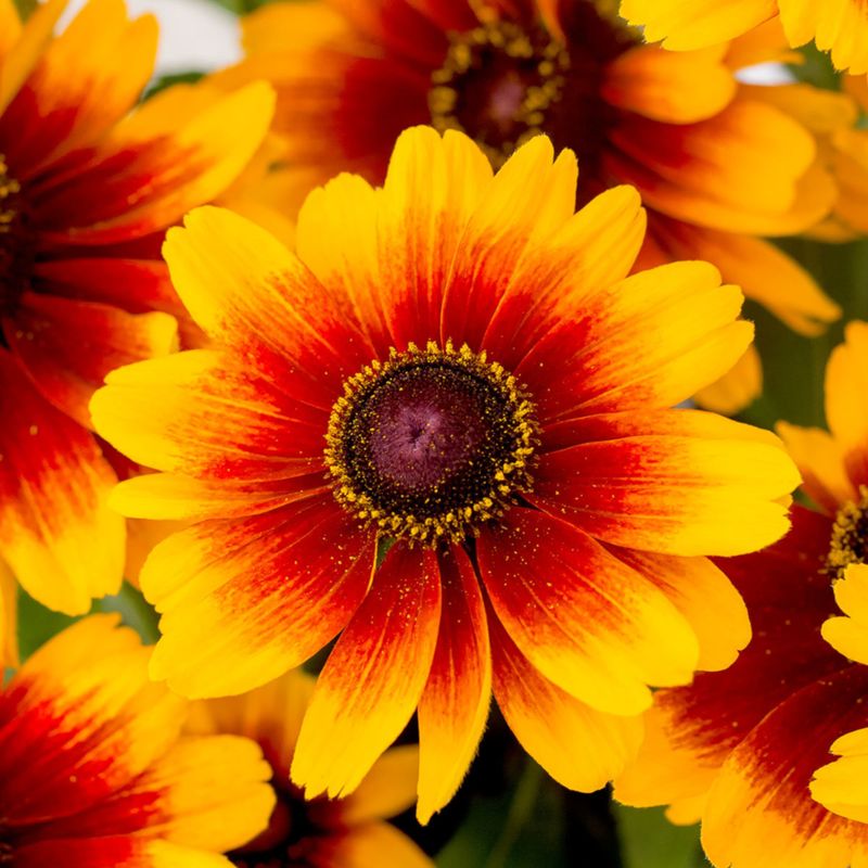 Rudbeckia Smileyz Kissing