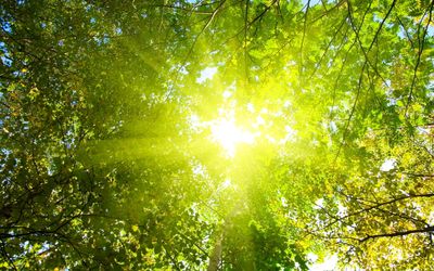 sunshine-forest-treetop.jpg