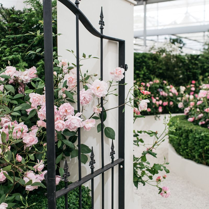 David Austin Roses receive 29th Gold for ‘The King’s Rose’ Showcase at RHS Chelsea Flower Show 2025