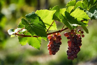 Remerschen-2020-CA12-Terroir-Moselle-Christophe-Arnoldi.jpg