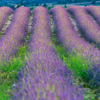 J. Zamora - Moratalla - floración de lavanda Campo San Juan 1 (2).jpg