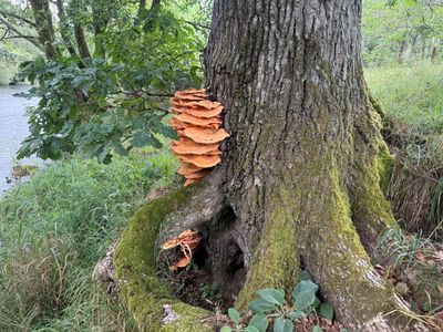 Chicken Of The Woods.jpeg