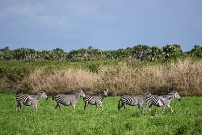 2022_Asilia Usangu Ed_Usangu Expedition Camp_Tanzania_Ruaha National Park_Emma_Zebras.jpg