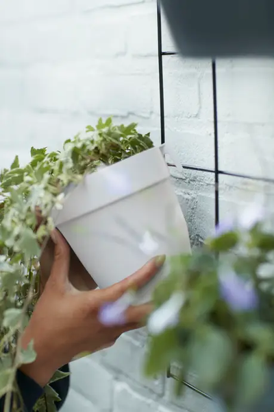 loft urban green wall