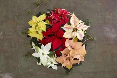 2022_poinsettia_03000_varieties_05.jpg