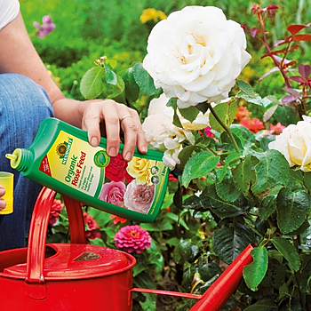 Neudorff Organic Rose Feed application.jpg