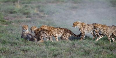 cheetah-cubs-hunt-warthog-samara-game-reserve-karoo-south-africa-copyright-rob-and-brigid-maguire-5.jpg