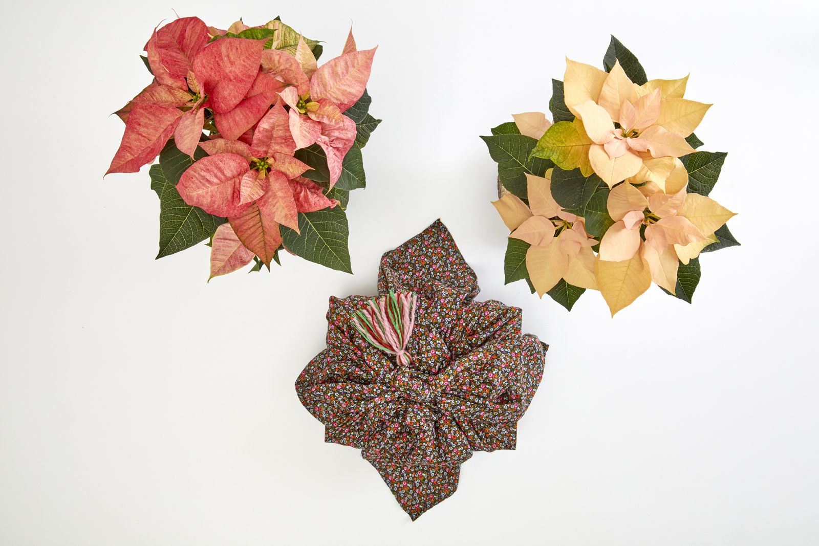 2022_poinsettia_05130_DIY_Reusable_Japanese_Gift_Wrap_05.jpg