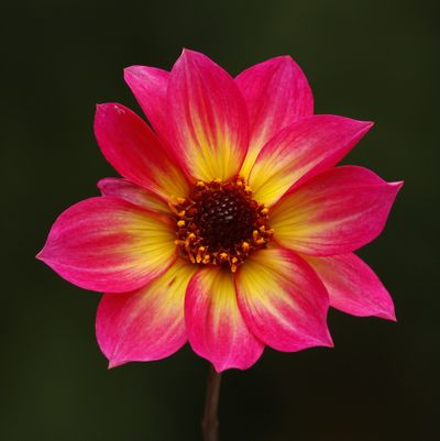 Dahlia Mystic Sparkler