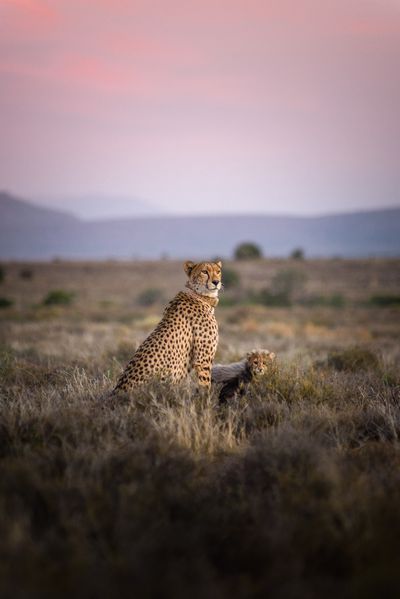 cheetah-chilli-cub-sunset-plains-of-camdeboo-samara-game-reserve-adriaan-louw.jpg