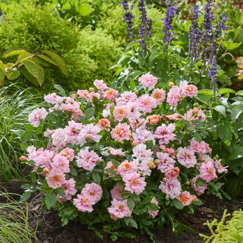 Rosa persica ‘Amirose’ (Korhulth 005)