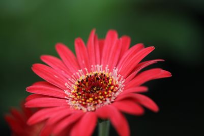 Gerbera Ruby