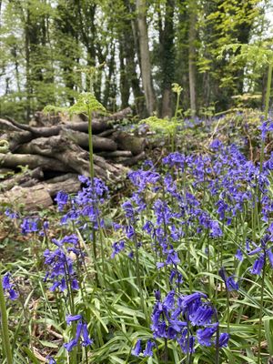 Bluebell Photography