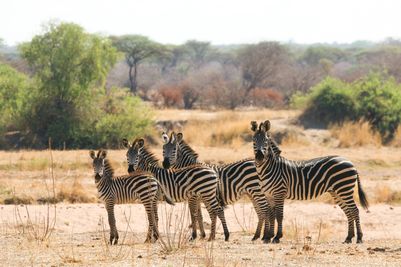 Asilia Africa - Kokoko Camp STZ - Dazzle of zebra.jpg