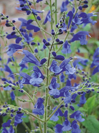 Salvia sagittata x 'Blue Butterflies'
