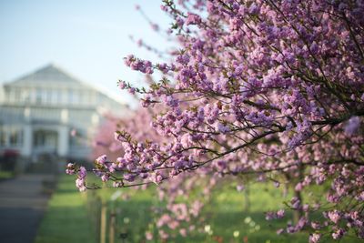 10. Cherry Walk in Spring at Kew - CREDIT - Jeff Eden © RBG Kew.jpg