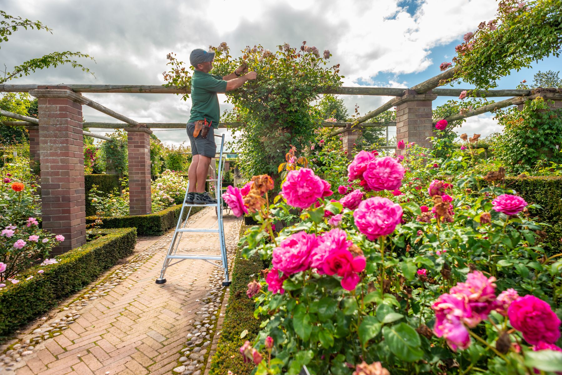 Rose pruning