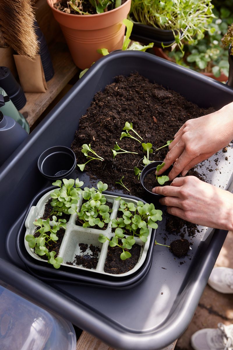 green basics seed tray