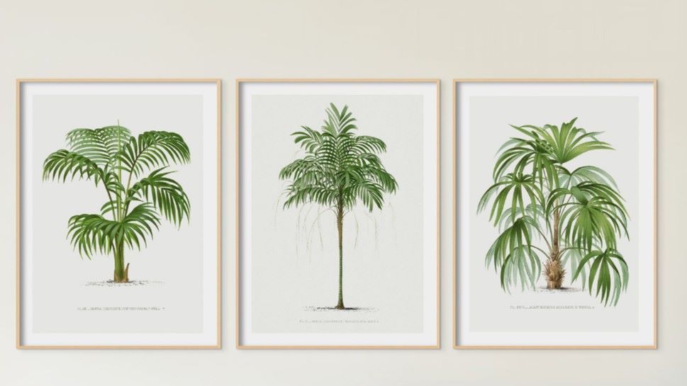 2000px Set of Three Vintage Palm Tree Prints - Framed.jpg