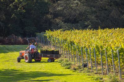 Mannings Harvest - Credit James Ratchford Photography-178.jpg