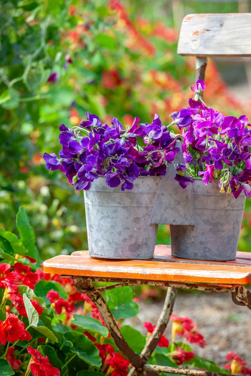 Sweet Pea Bucket.jpg