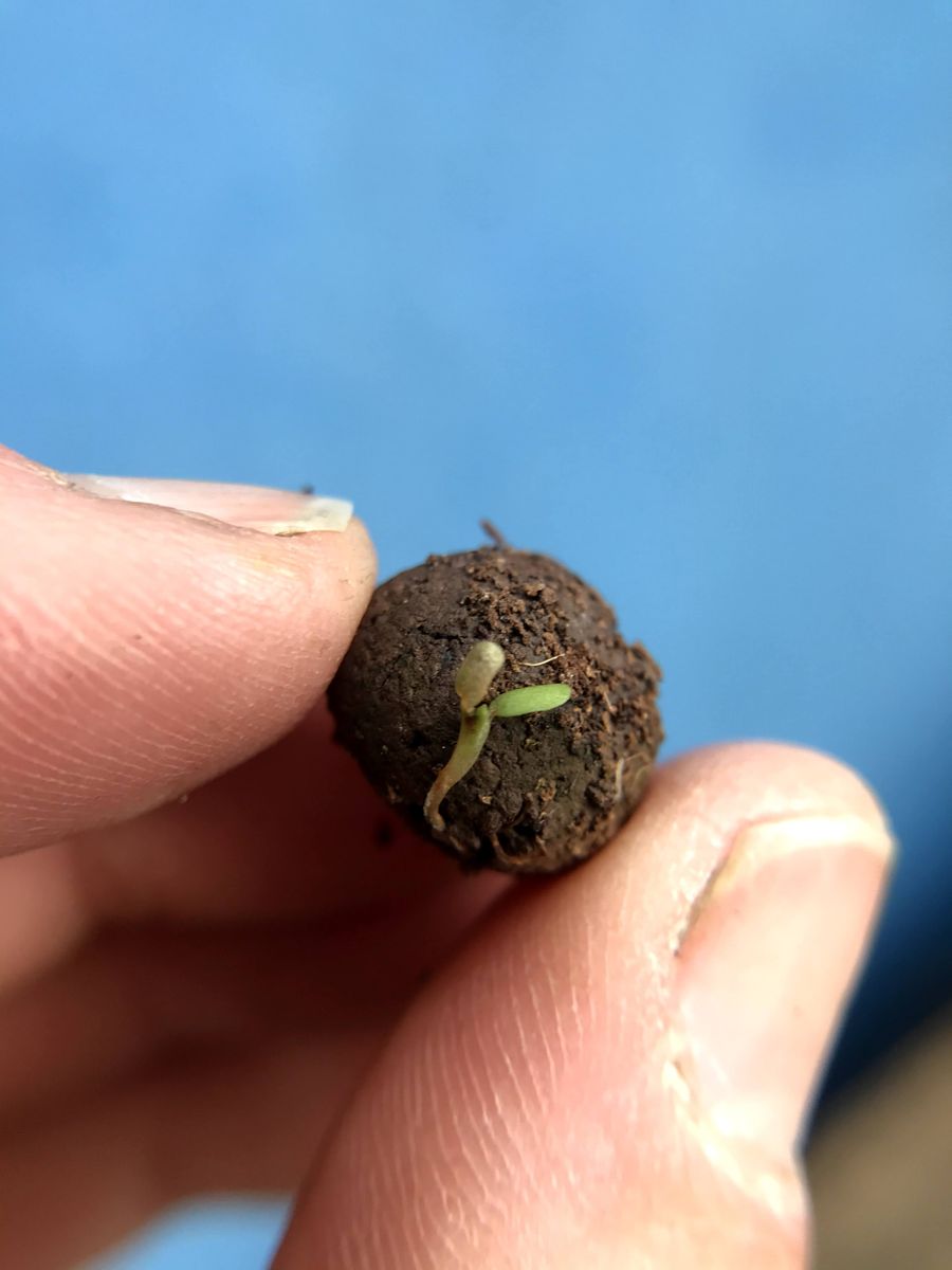 Seedball