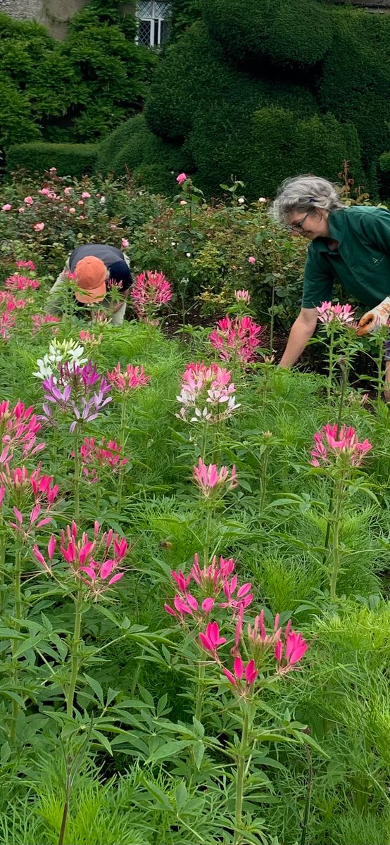 Nancy Dyson and Pam Walton , gardeners at Levens Hall and Gardens, pictured working in the bee borders.