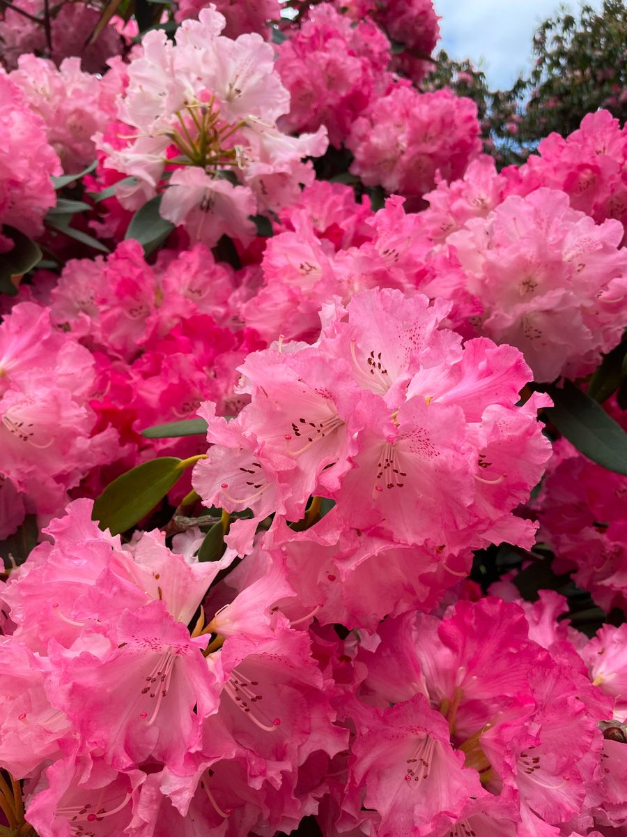 Spring-Rhododendron 51.jpg