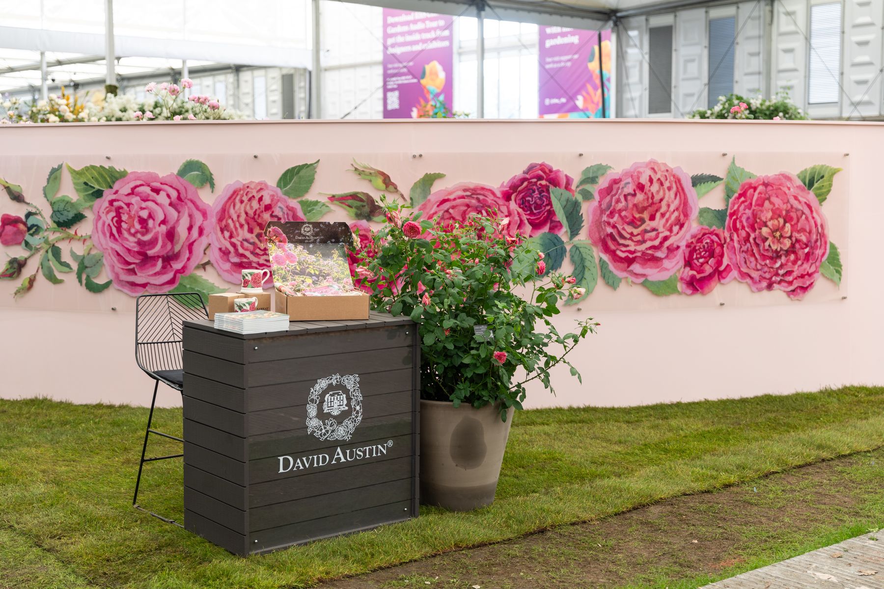 David Austin Roses - RHS Chelsea Flower Show 2024