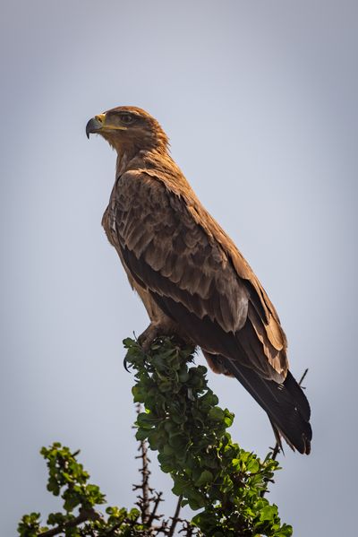 Tawny eagle in profile on leafy branch-1.jpg