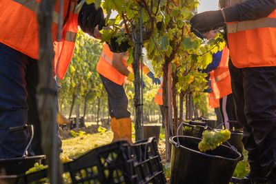 Mannings Harvest - Credit James Ratchford Photography-16.jpg