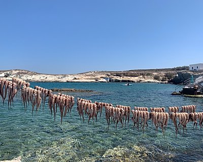 Octopus in Greece