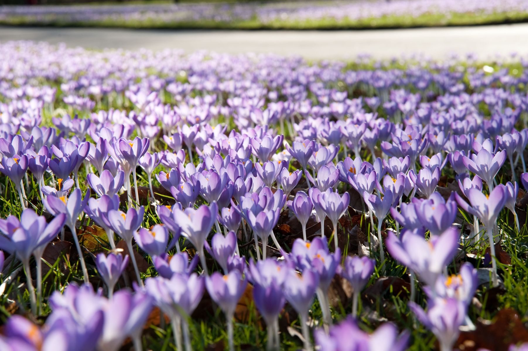 Crocus carpet at Kew Gardens