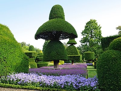 The 'umbrella' trees at the world's oldest topiary garden - Levens Hall and Gardens, Cumbria, UK