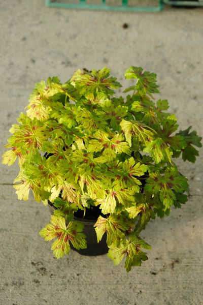 Geranium x Gold Nugget ™ (Hillger)  